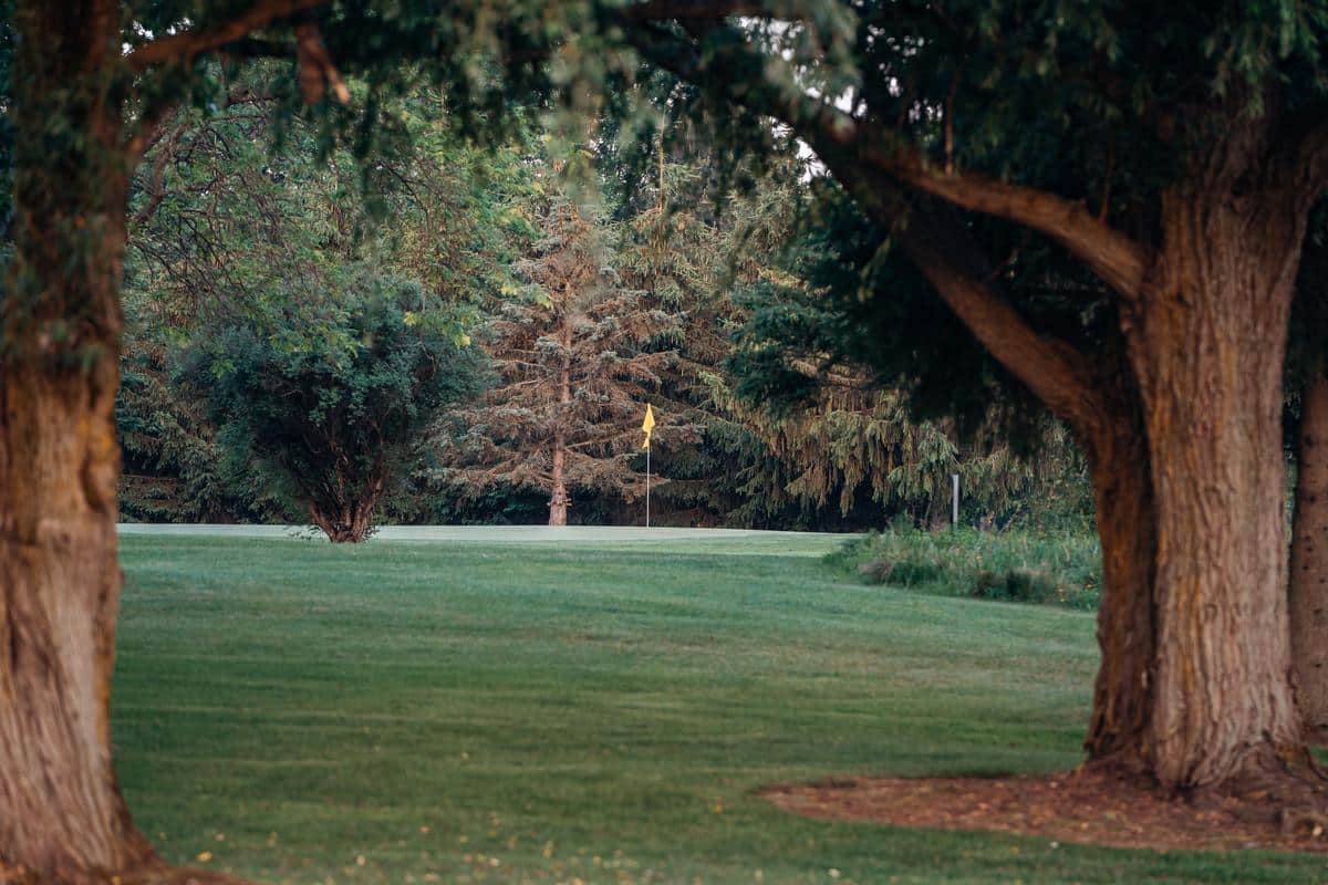 golf course, trees