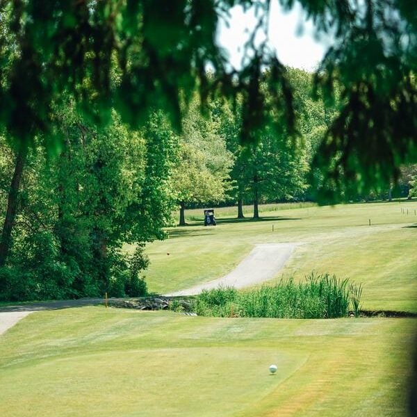 Golf course green with trees. Golf ball on the green.